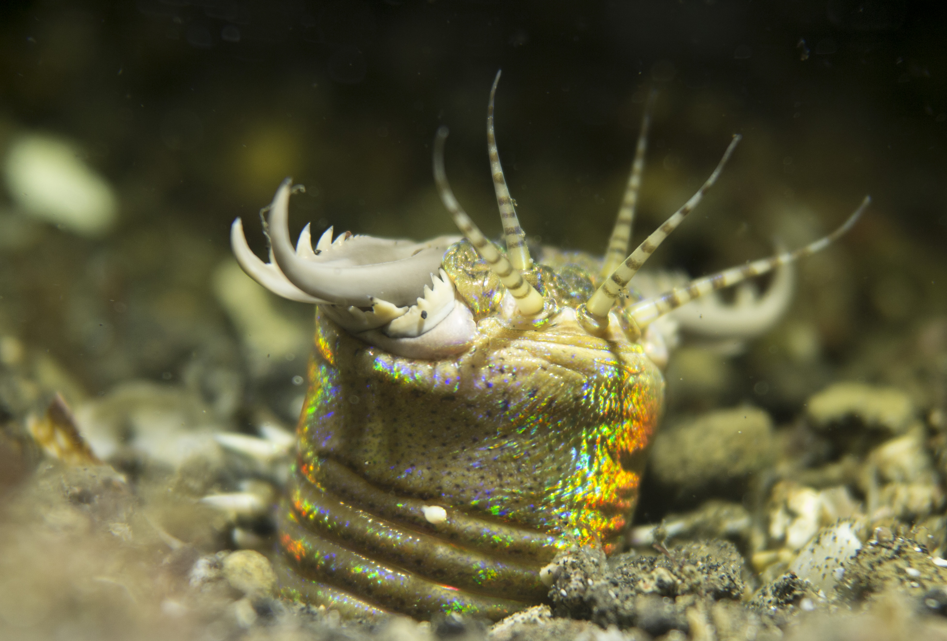2016 sulawesi bobbit worm.jpg
