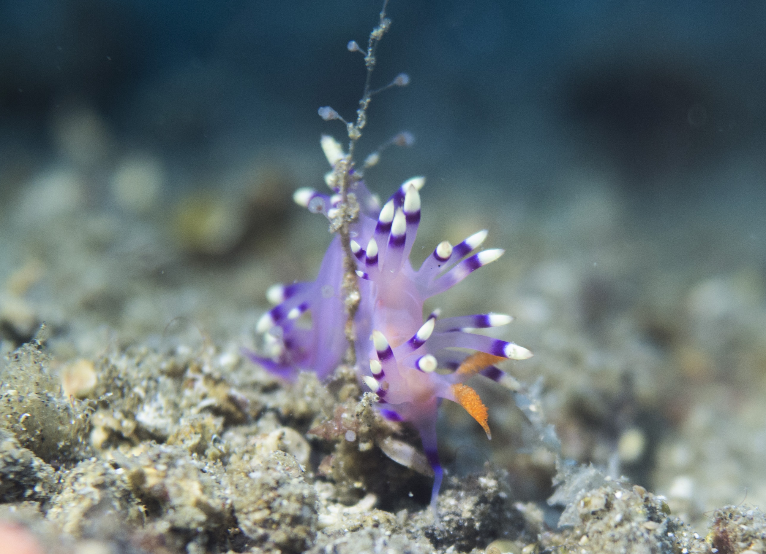 2016 sulawesi nudibranch flabbelina.jpg
