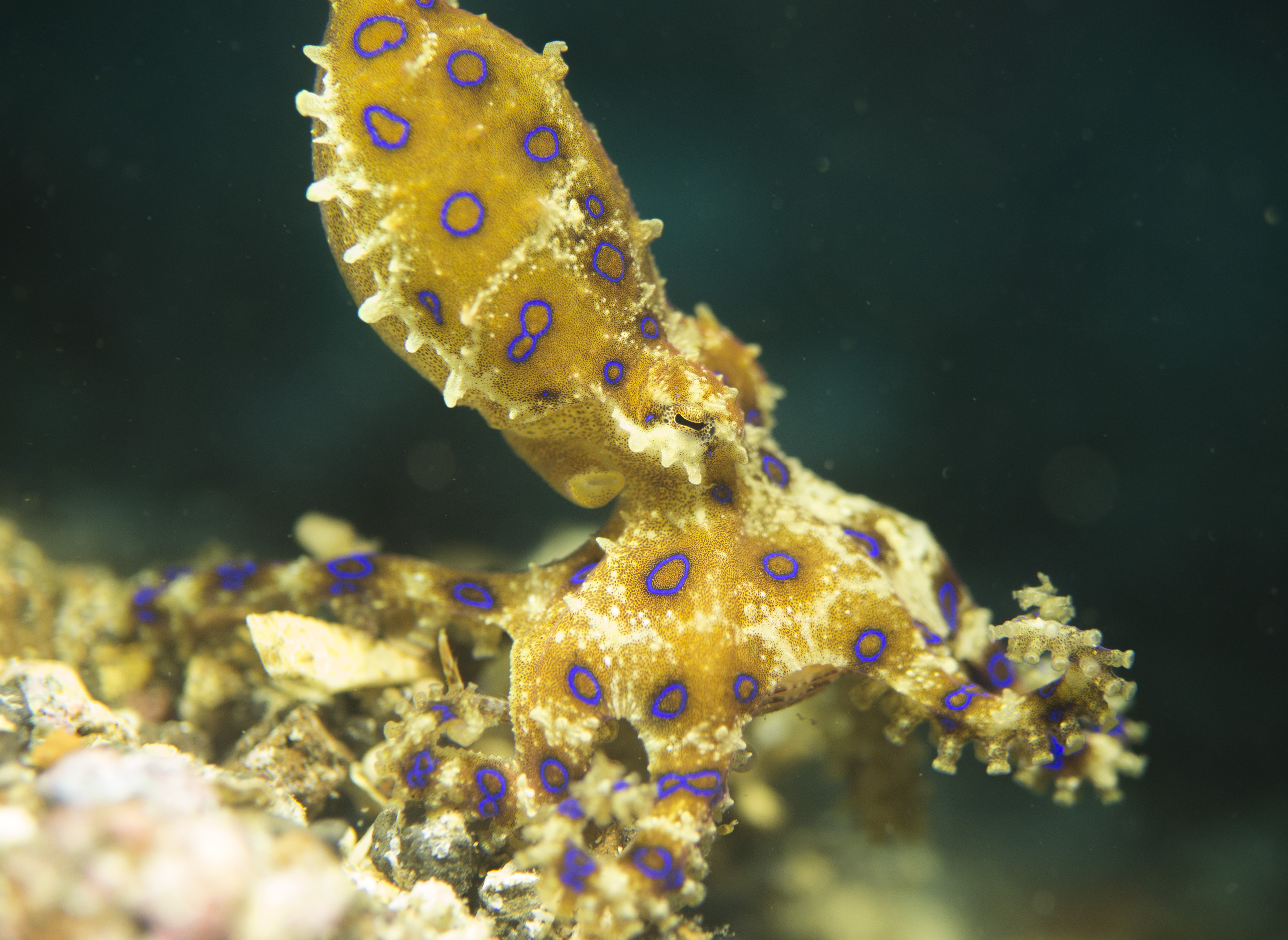 2016 blueringed octopus 4.jpg