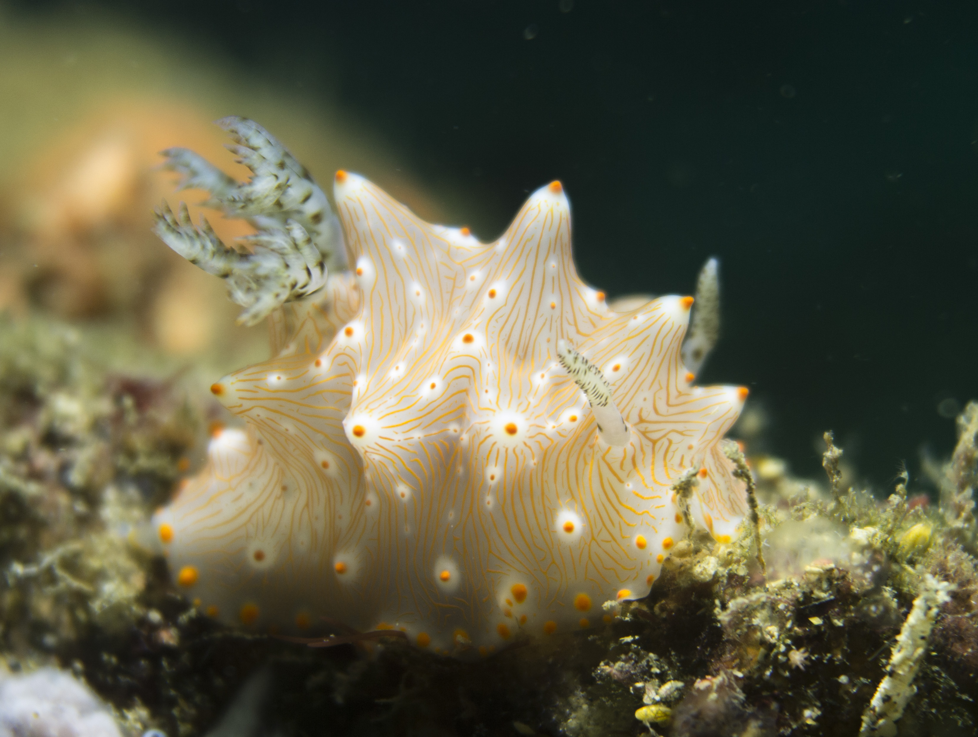 2016 nudibranch halgerda 2.jpg
