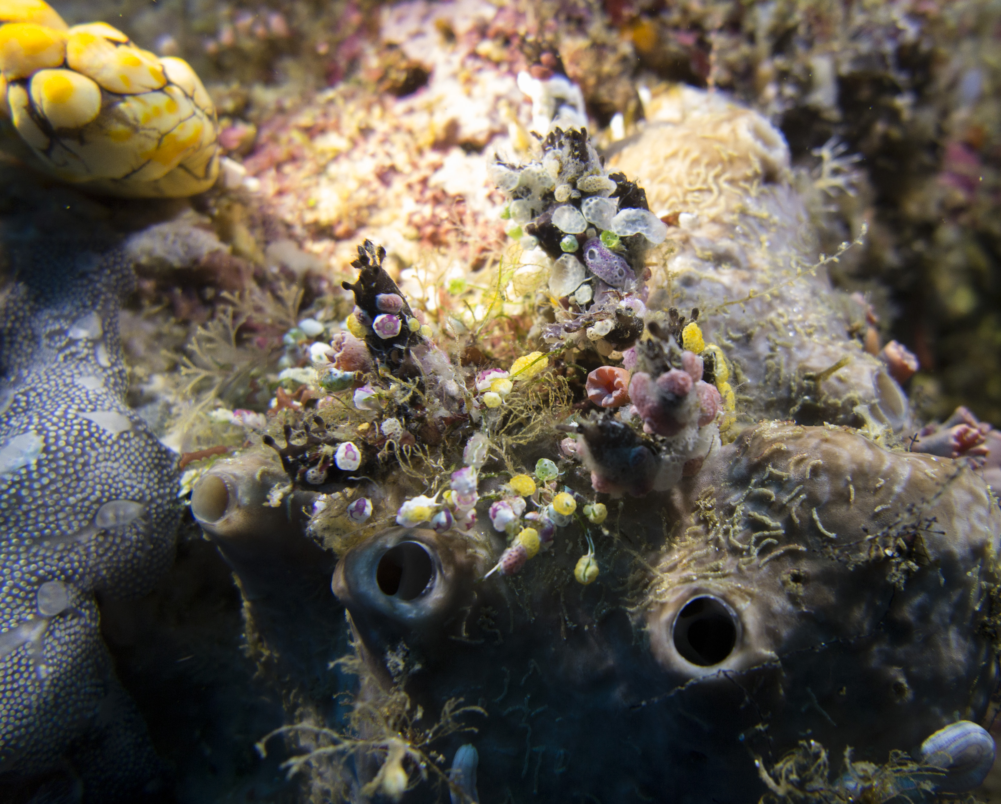 2016 sulawesi ascidians 1.jpg