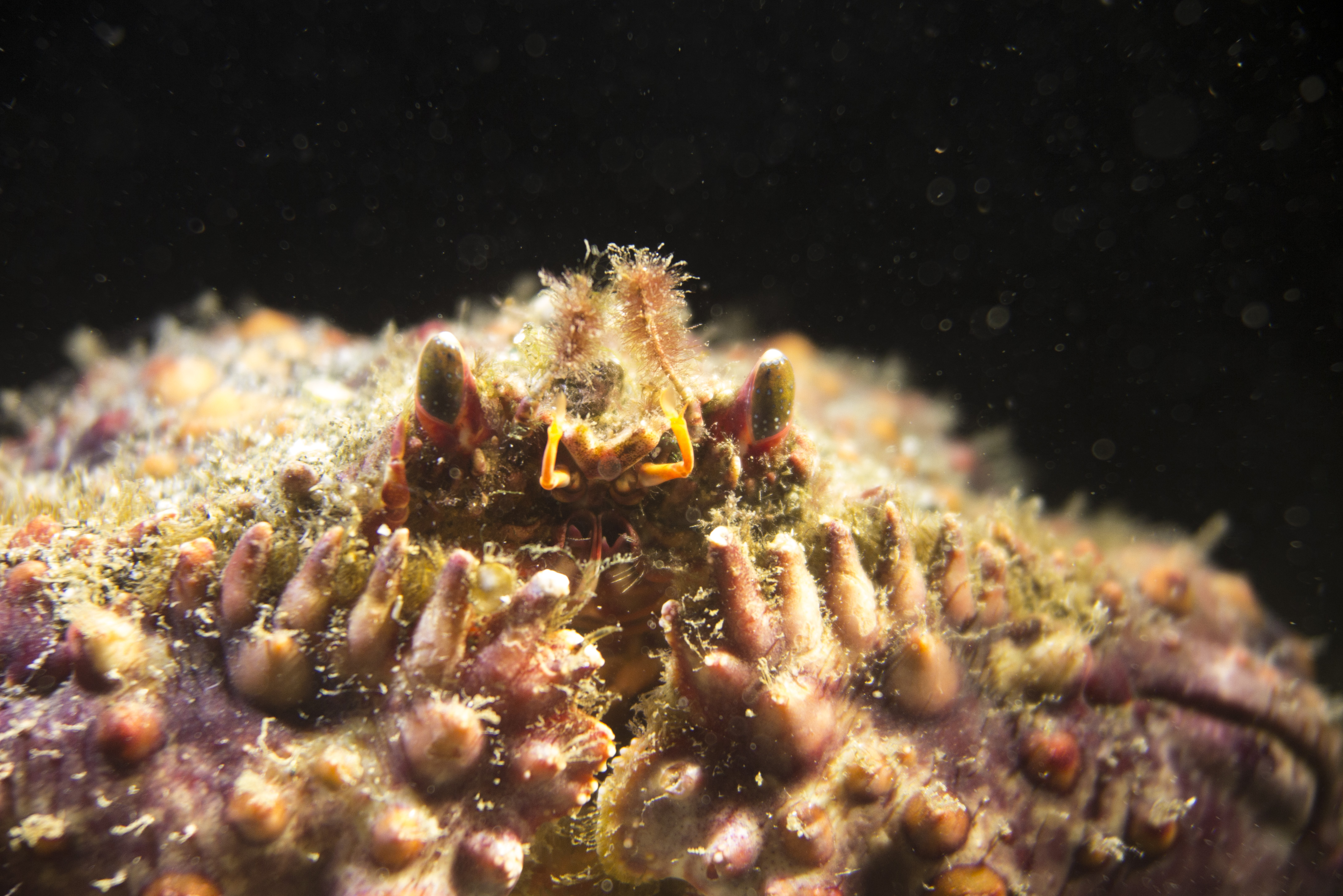 2016 sulawesi box crab.jpg