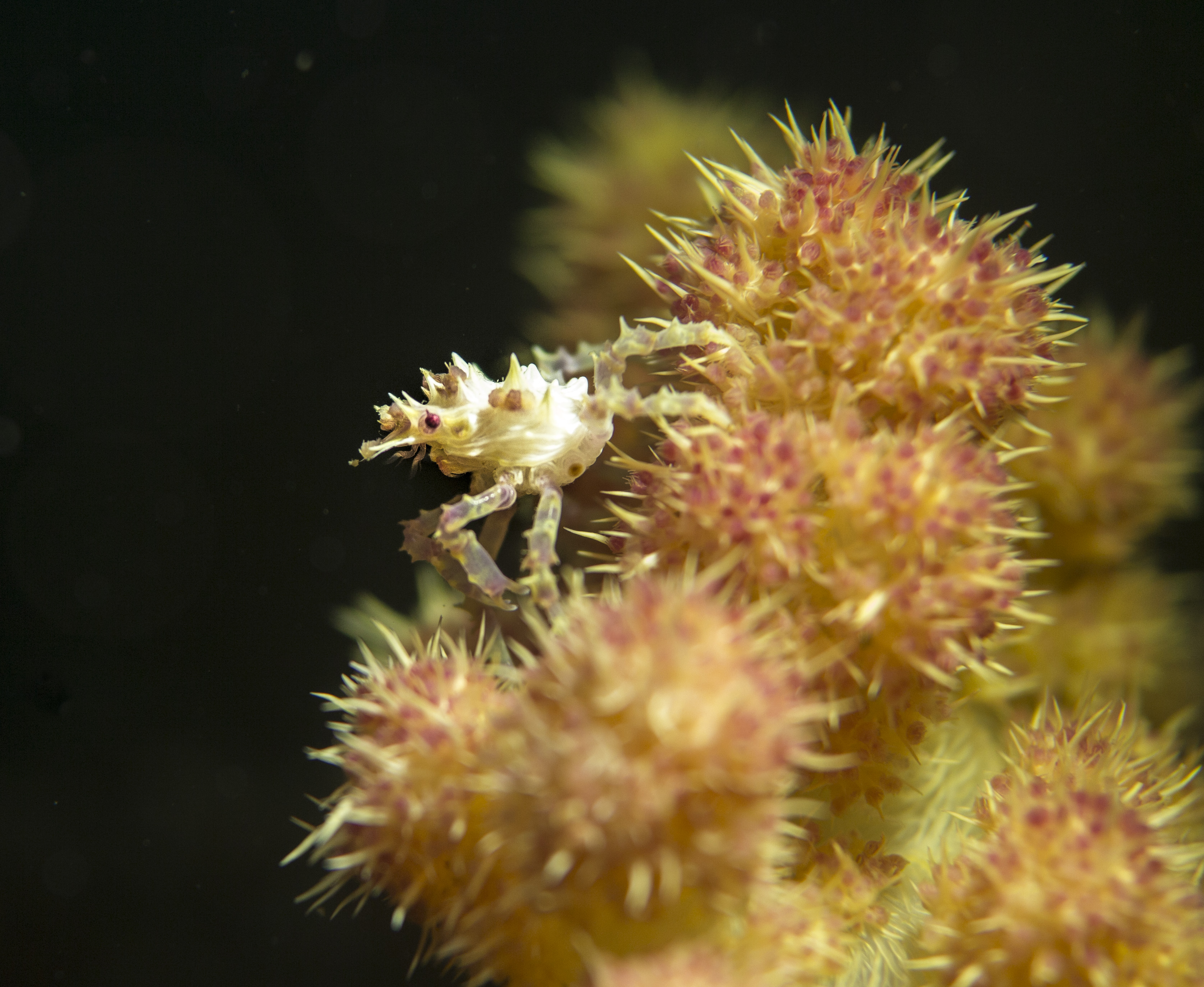 2016 sulawesi candy crab.jpg