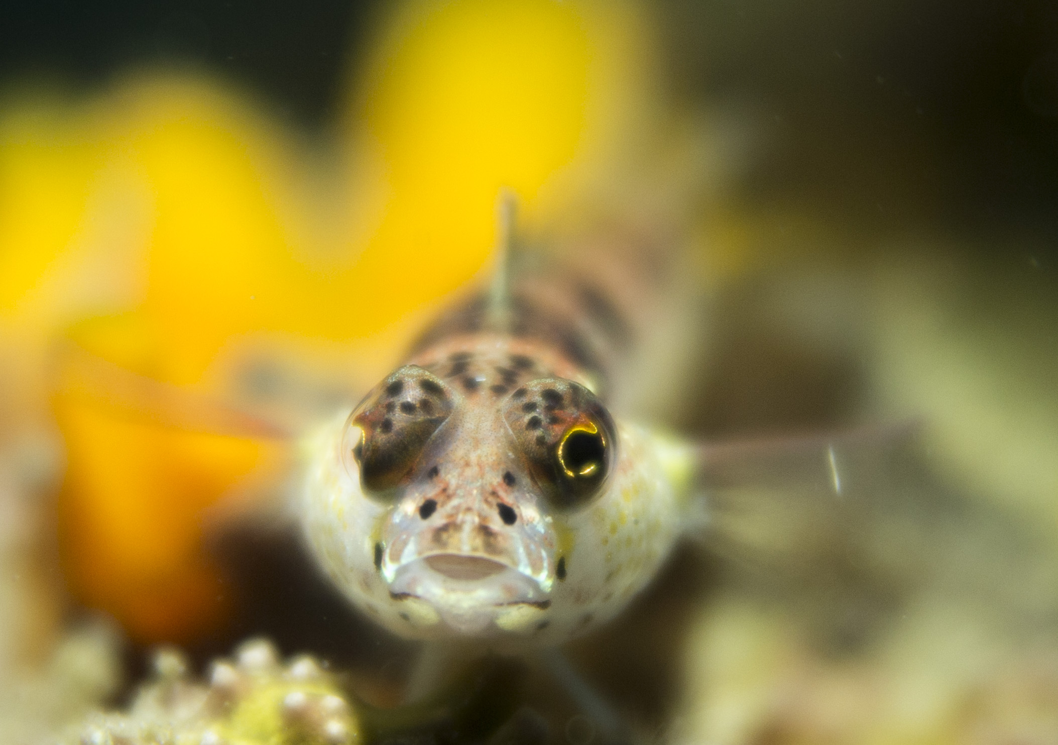 2016 sulawesi gobi 1.jpg