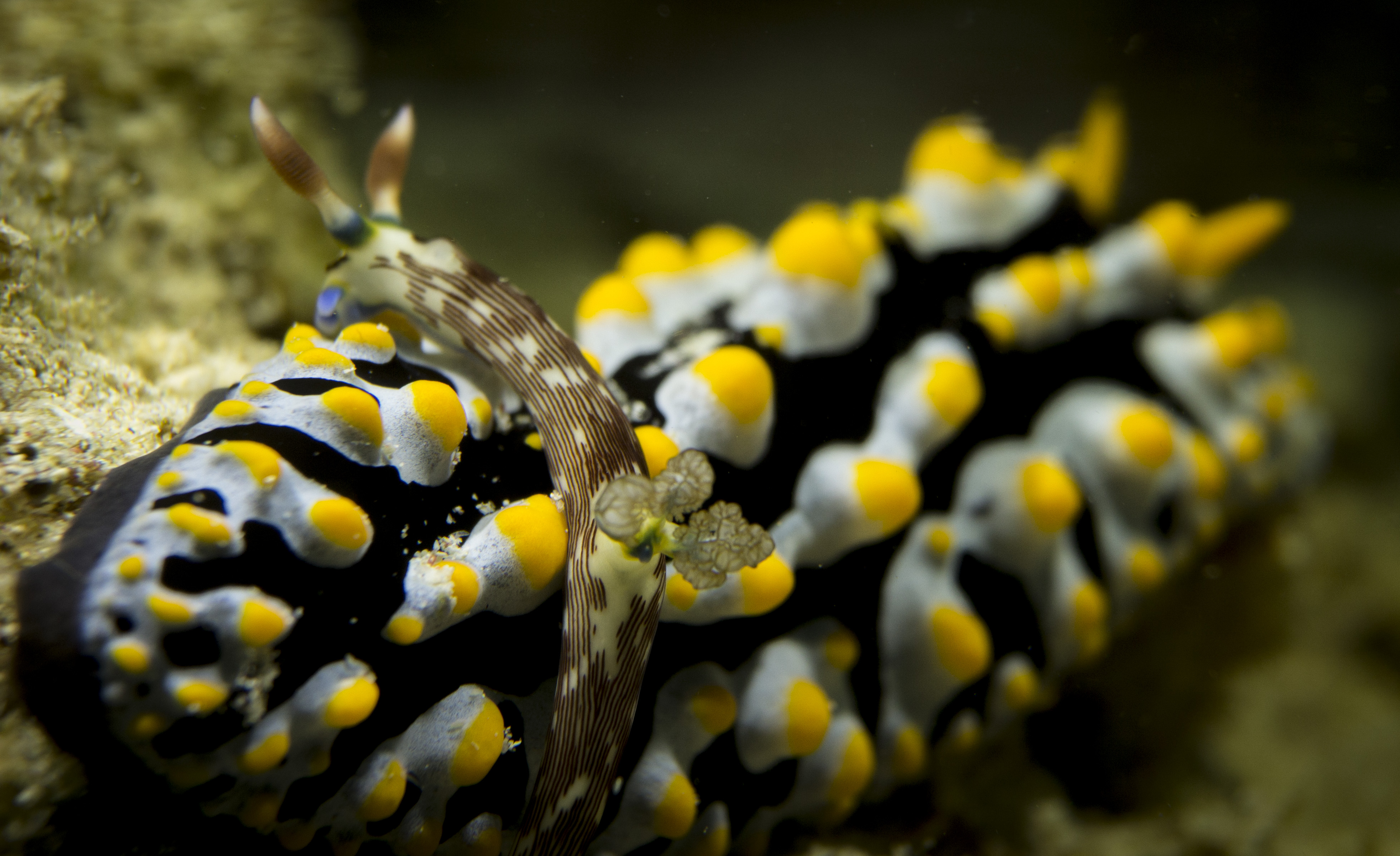2016 sulawesi nudibranch phyllididea og lined nembrota 2.jpg
