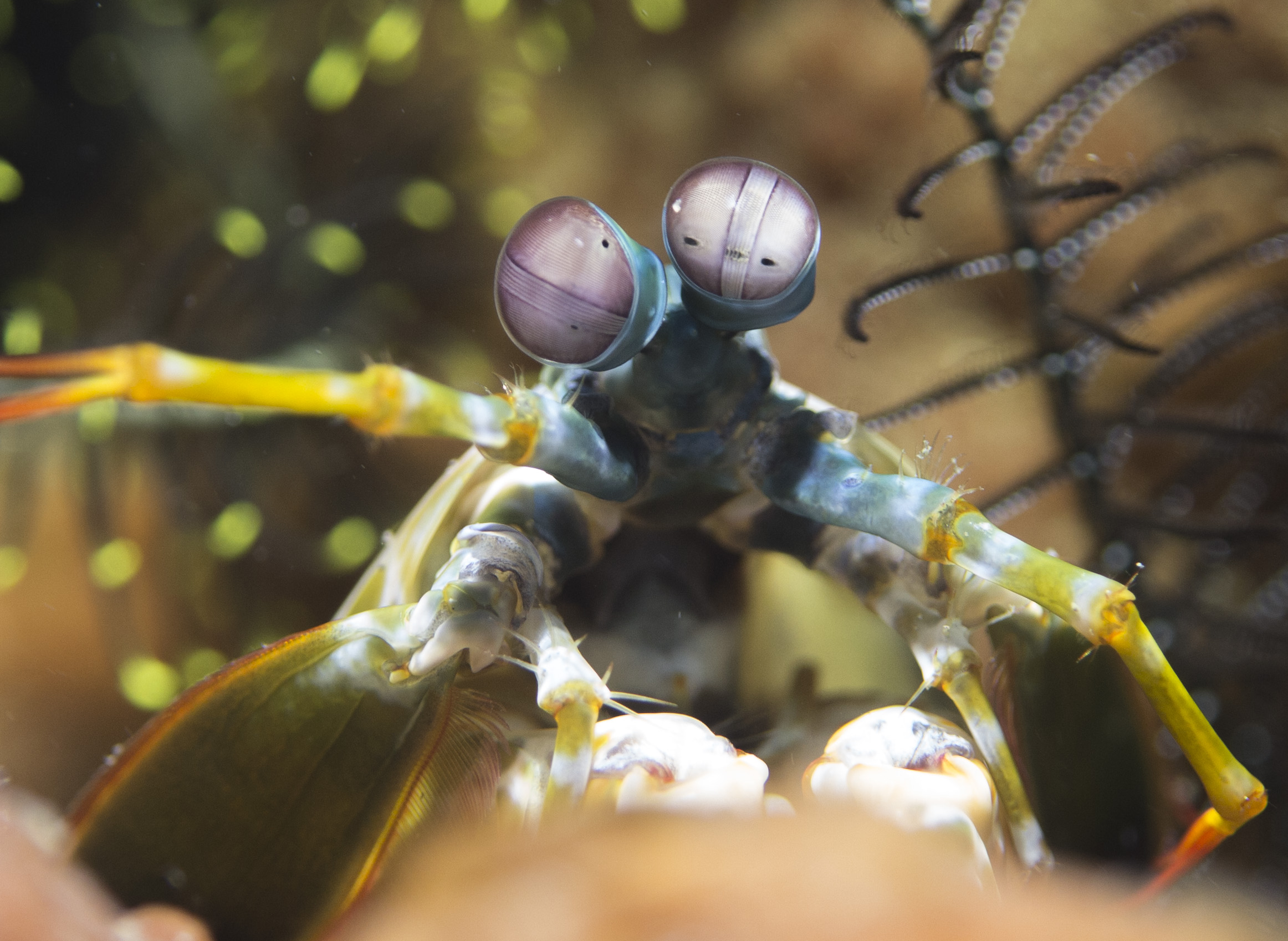 2016 sulawesi peacock mantis 2.jpg