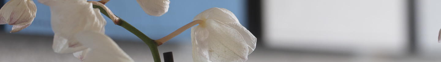 TwisterPlus akustikpaneler med filt på kontor (5)