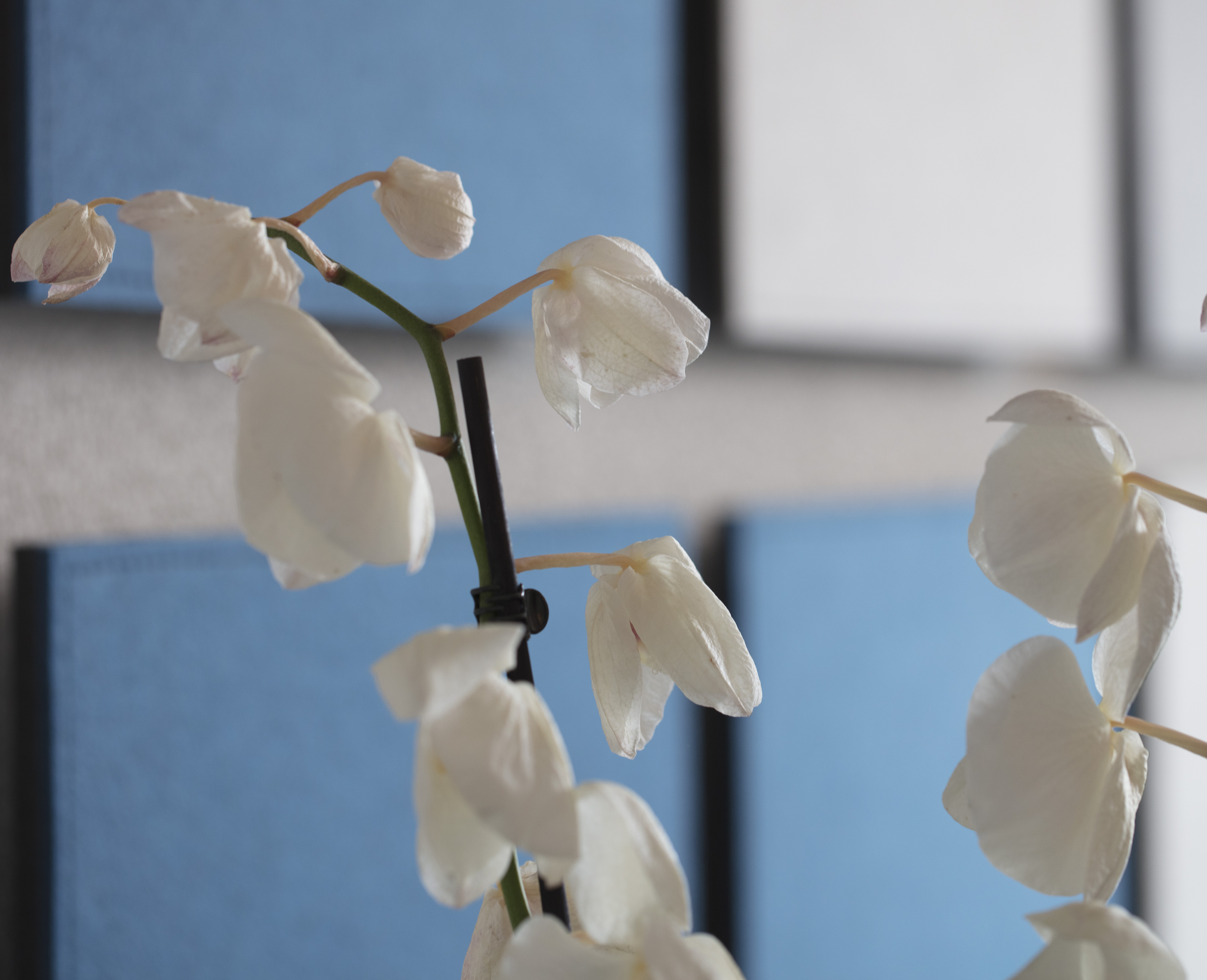 TwisterPlus akustikpaneler med filt på kontor (6)