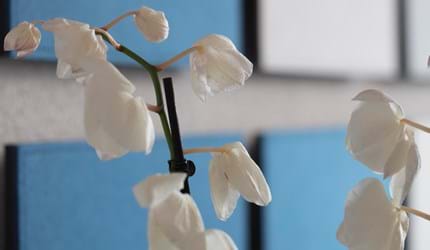 TwisterPlus akustikpaneler med filt på kontor (6)