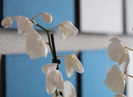 TwisterPlus akustikpaneler med filt på kontor (6)