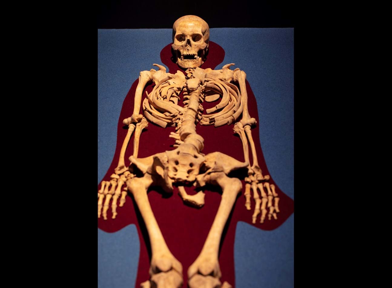 Filt i to farver under skeletter i udstillingsmontre