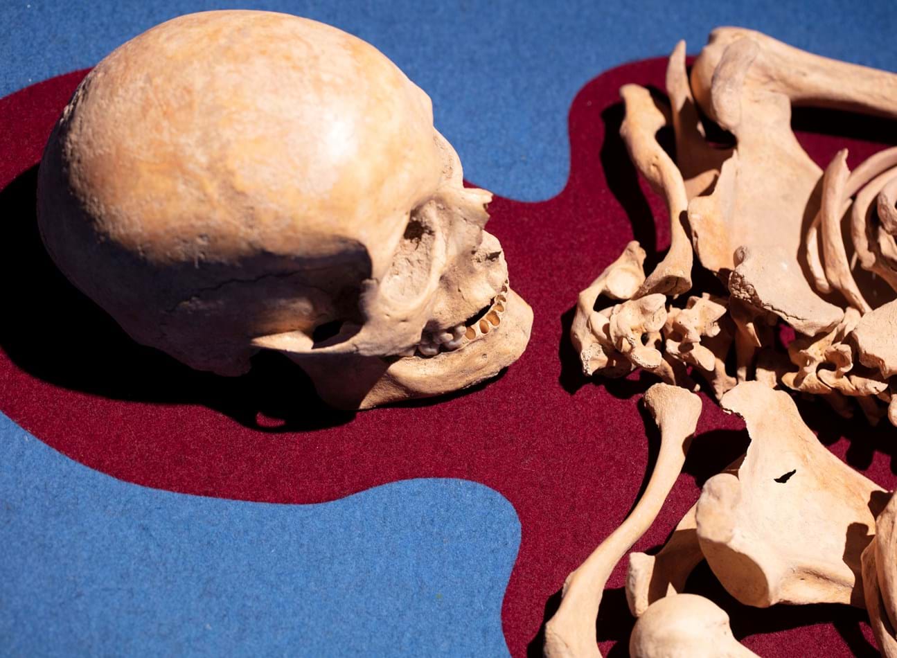 Filt i to farver under skeletter i udstillingsmontre
